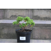 Jałowiec rozesłany Nana - Juniperus procumbens 0022