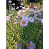 Aster tongolski-Aster tongolensis