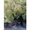 Żywotnik zachodni Hoseri - Thuja occidentalis