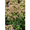 Oregano Dingle Fairy - Origanum vulgare