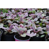 Dąbrówka rozłogowa Burgundy Glow - Ajuga reptans
