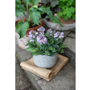 Funkia Blue Mouse Ears - Hosta hybrid