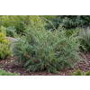 Jałowiec wirginijski Hanna Chmielnik - Juniperus virginiana