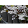 Dąbrówka rozesłana Mahogany - Ajuga reptans