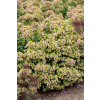 Oregano Dingle Fairy - Origanum vulgare
