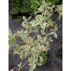 Dereń rozłogowy White Gold-Cornus sericea