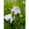 Platykodon różowy-Platycodon grandiflorus