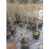 Fotergilla olszolistna Suzanne-Fothergilla gardenii