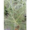 Wierzba płożąca Rosmarnifolia - Salix repens