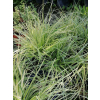 Turzyca oszimska K2 - Carex oshimensis