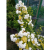 Jaśminowiec Yellow Hill-Philadelphus