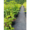 Malina okazała Olympic Double - Rubus spectabilis