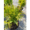 Żywotnik zachodni Golden Globe-Thuja occidentalis