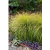 Rozplenica japońska Hameln Gold - Pennisetum alopecuroides