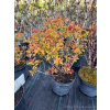 Tawuła japońska Goldflame - Spiraea japonica