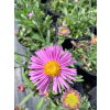 Aster alpejski różowy-Aster alpinus