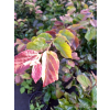 Parocja perska Burgundy-Parrotia persica