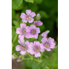 Bodziszek Karen Wouters - Geranium hybrida