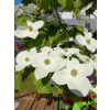 Dereń kousa-Cornus kousa var. chinensis