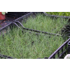 Kostrzewa sina Blue Select - Festuca glauca