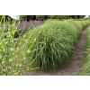 Miskant chinski Little Zebra - Miscanthus sinensis