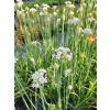 Szczypior czosnkowy - Allium tuberosum