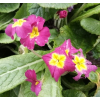 Pierwiosnek bezłodygowy-Primula acaulis