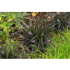 Konwalnik płaskopędowy Nigrescens - Ophiopogon planiscapus Nigrescens