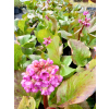 Bergenia sercowata-Bergenia cordifolia
