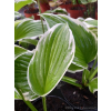 Funkia z białymi obrzeżami-Hosta