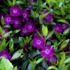 Barwinek pospolity Atropurpurea - Vinca minor