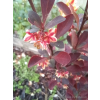 Berberys Thunberga Helmond Pillar - Berberis thunbergii