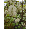 Fotergilla mieszańcowa Beaver Creek - Fothergilla x intermedia