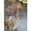 Trzmielina płaskoogonkowa-Euonymus planipes