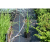 Trawa pampasowa - Cortaderia selloana