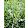 Mięta truskawkowa - Mentha species