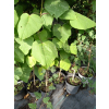 Katalpa zwyczajna-Catalpa bignonioides