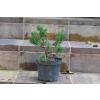 Jałowiec chiński Shimpaku - Juniperus chinensis 0089