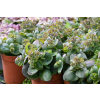 Rozchodnik ogrodowy Globe Pink - Sedum hybridum