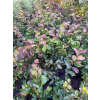 Parocja perska Burgundy-Parrotia persica