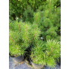 Kosodrzewina pumilio-Pinus mugo var.pumilio