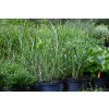 Miskant chiński Zebrinus - Miscanthus sinensis