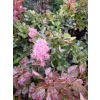 Perukowiec podolski Smokey Joe-Cotinus coggygria