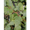Neilia tybetańska-Neillia thibetica