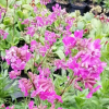 Firletka smółka-Lychnis viscaria