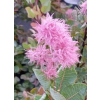 Perukowiec podolski Smokey Joe-Cotinus coggygria