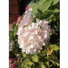 Hortensja Harry's Souvenir-Hydrangea paniculata