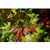 Klon ściętolistny - Acer truncatum