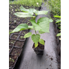 Katalpa zwyczajna-Catalpa bignonioides