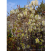 Fotergilla Mount Airy-Fothergilla x intermedia